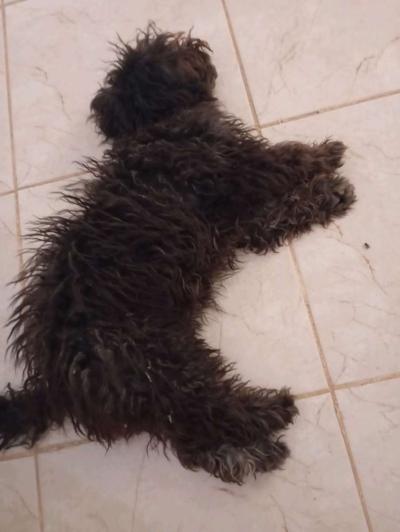 caniche - Thumbnail 2