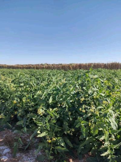 terrain - Thumbnail 3