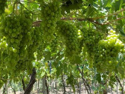 ارض فلاحية للبيع - Thumbnail 3