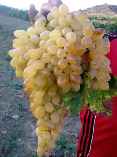 ارض فلاحية للبيع - Thumbnail 2