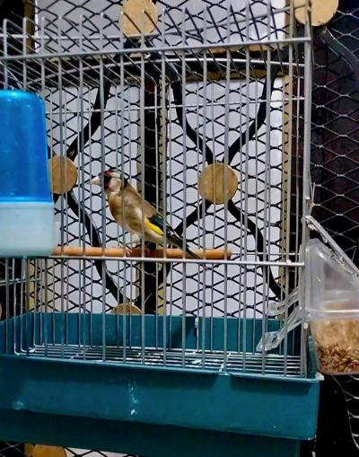 للبيع كوبلا شاردوني خلوية عندها 6 اشهر كاجا - Thumbnail 4