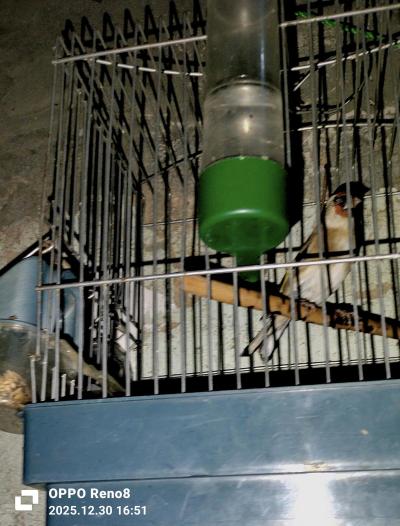 للبيع كوبلا شاردوني خلوية عندها 6 اشهر كاجا - Thumbnail 3