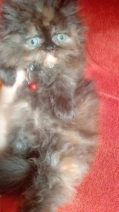 Chat de ras